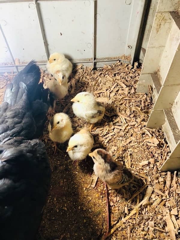 Aseel Hen with 8 chicks 1