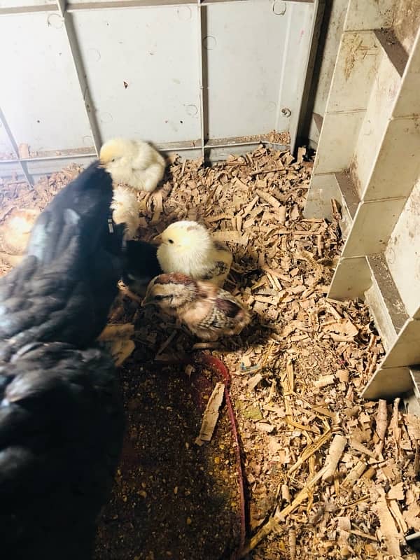 Aseel Hen with 8 chicks 2