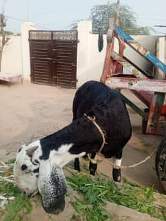 desi goat /Goat / Bakri / milk Bakri / بکری / Healthy Goats