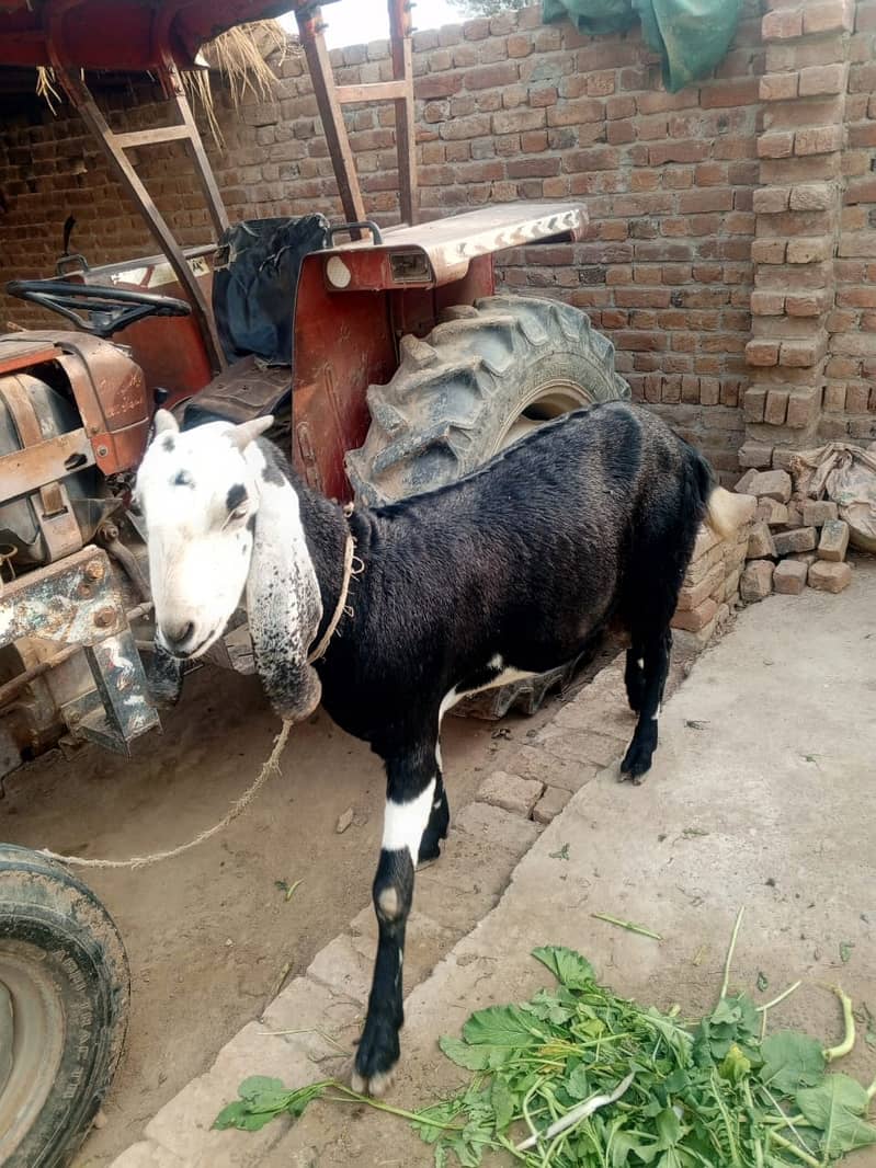 desi goat /Goat / Bakri / milk Bakri / بکری / Healthy Goats 1