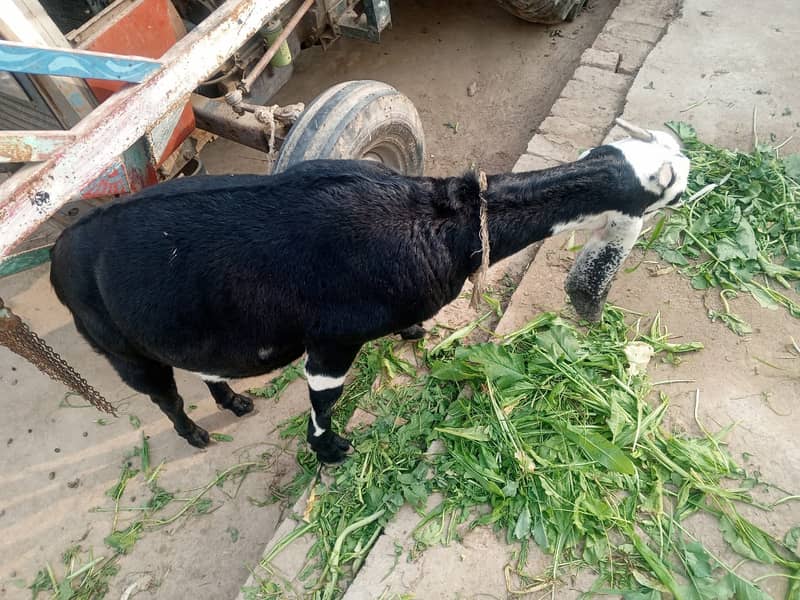 desi goat /Goat / Bakri / milk Bakri / بکری / Healthy Goats 2