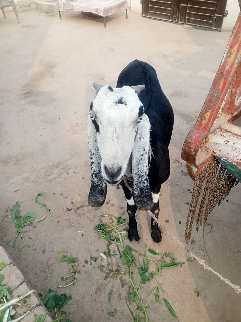 desi goat /Goat / Bakri / milk Bakri / بکری / Healthy Goats 3