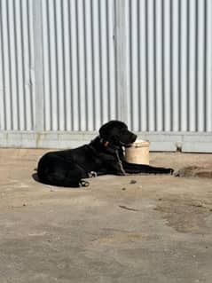 black labra female dog