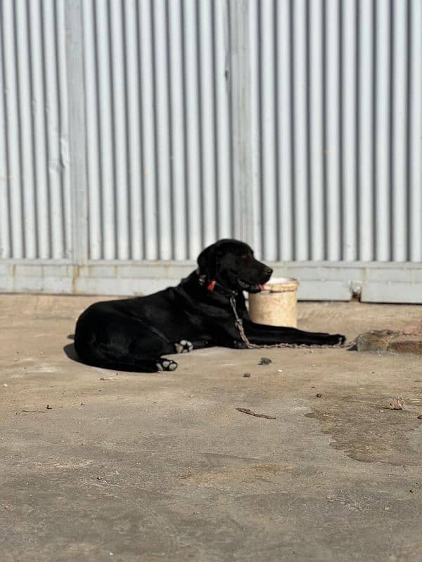 black labra female dog 0