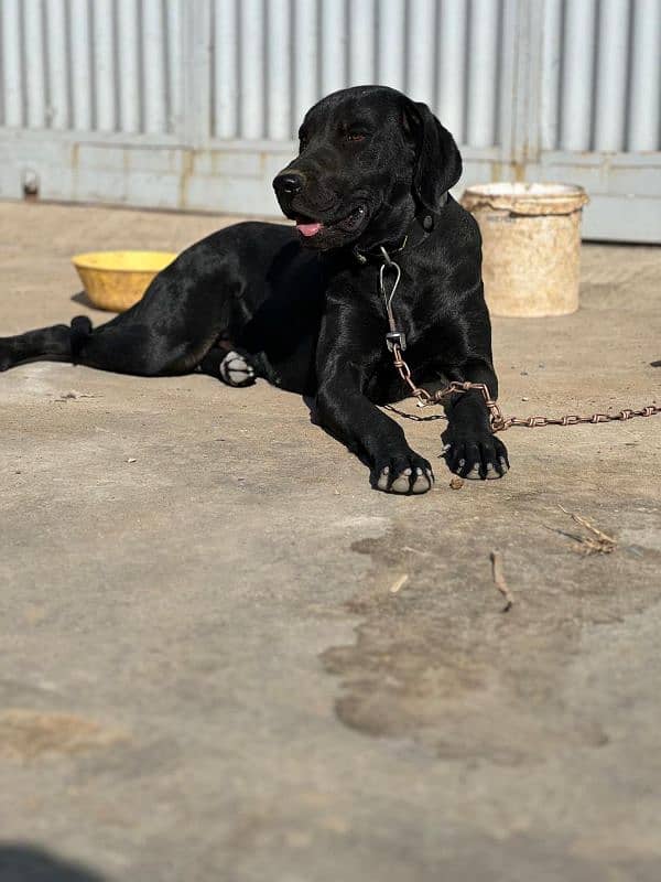 black labra female dog 1