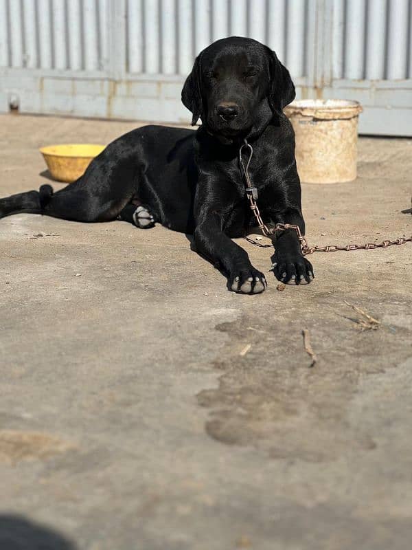 black labra female dog 2