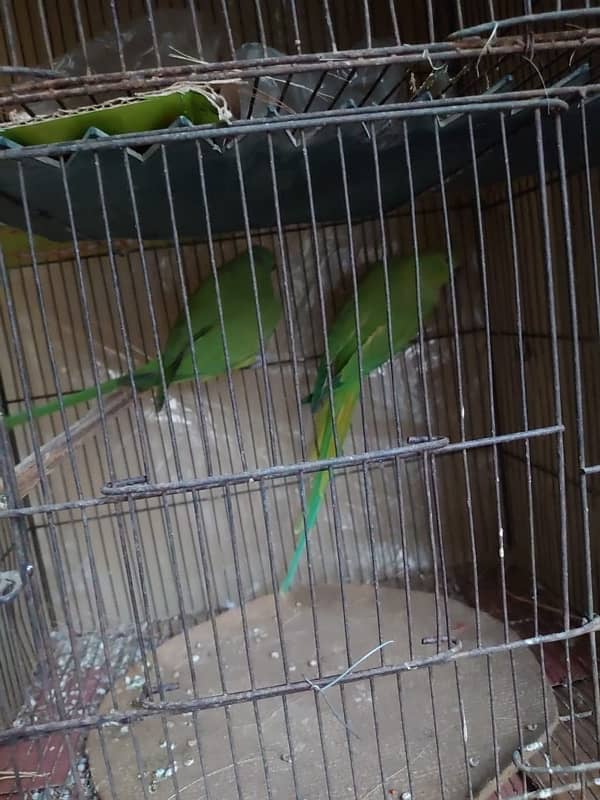 khata ring neck breeder pair for sale 2