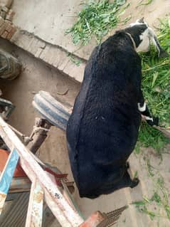 desi goat /Goat / Bakri / milk Bakri / بکری / Healthy Goats