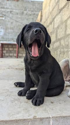 female pure Labrador (British)