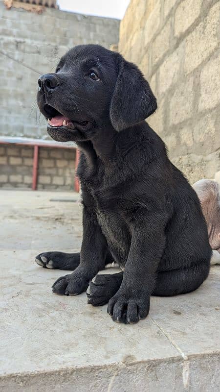 female pure Labrador (British) 1