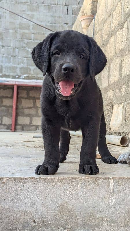 female pure Labrador (British) 2