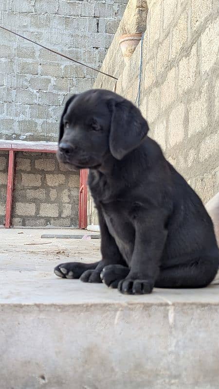 female pure Labrador (British) 3