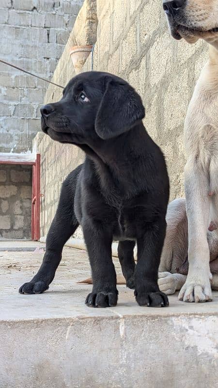 female pure Labrador (British) 4