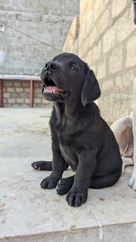 female pure Labrador (British) 5