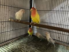 Color Love Bird for sale