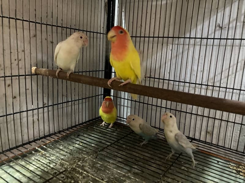 Color Love Bird for sale 0