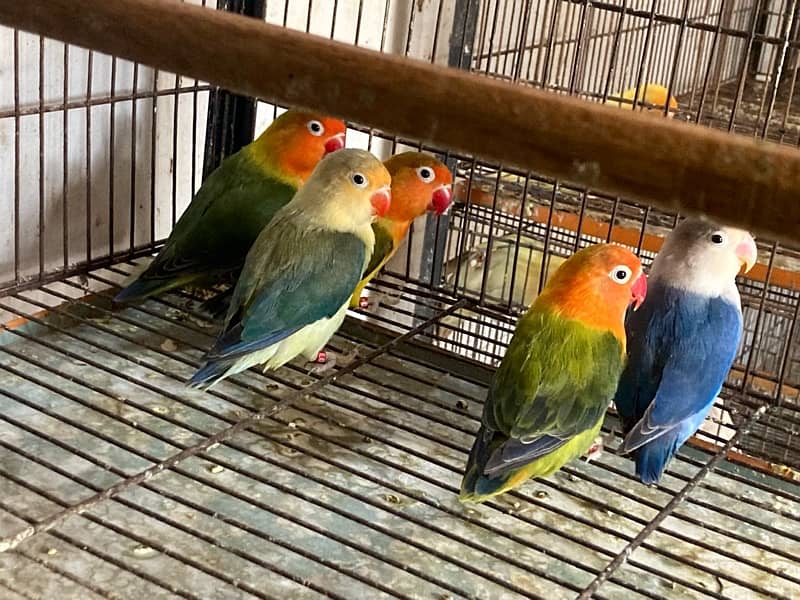 Color Love Bird for sale 1