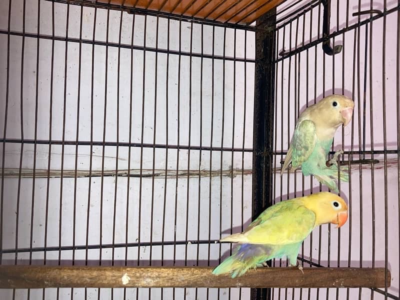 Color Love Bird for sale 6