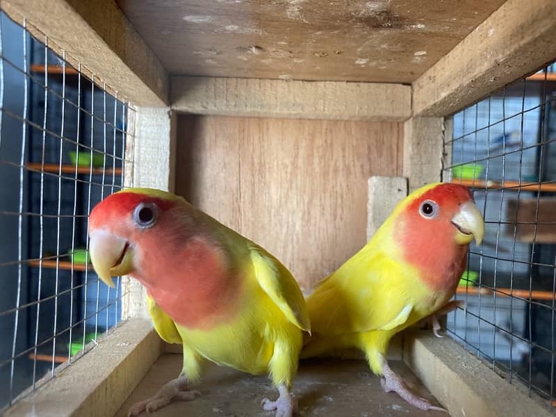 Color Love Bird for sale 8