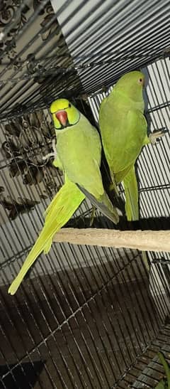 Breeder pair