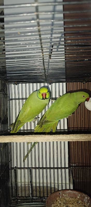 Breeder pair 3