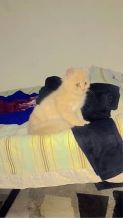 Persian cat urgent sale 03327930934 WhatsApp number hai