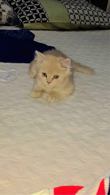 Persian cat urgent sale 03327930934 WhatsApp number hai 1