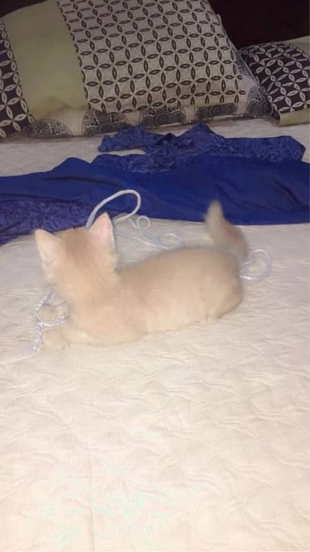 Persian cat urgent sale 03327930934 WhatsApp number hai 5