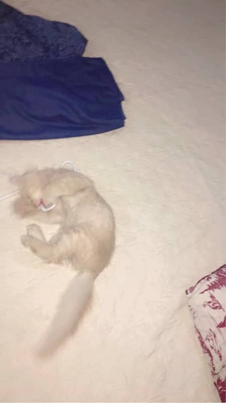 Persian cat urgent sale 03327930934 WhatsApp number hai 6