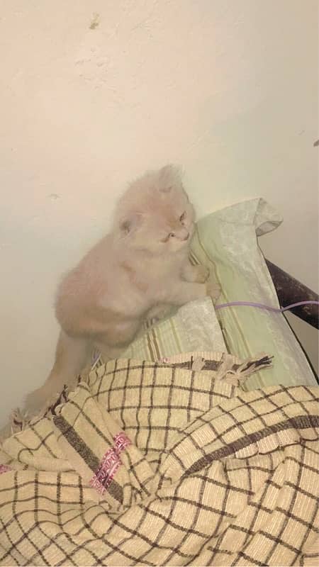 Persian cat urgent sale 03327930934 WhatsApp number hai 7