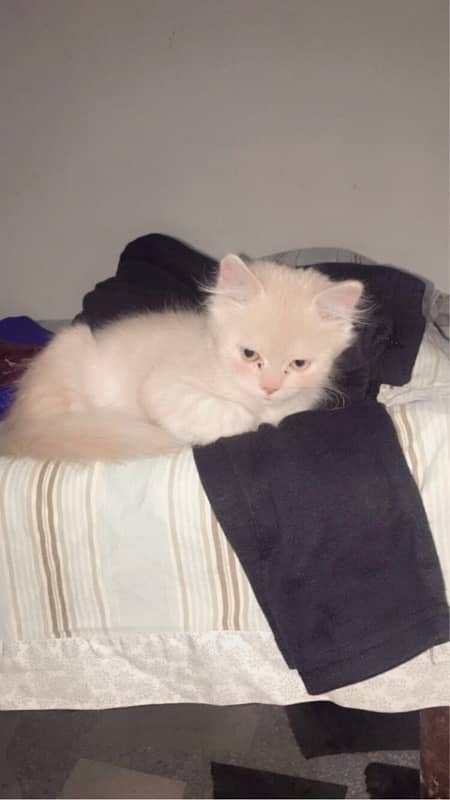 Persian cat urgent sale 03327930934 WhatsApp number hai 9