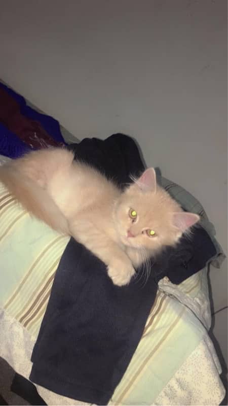 Persian cat urgent sale 03327930934 WhatsApp number hai 11