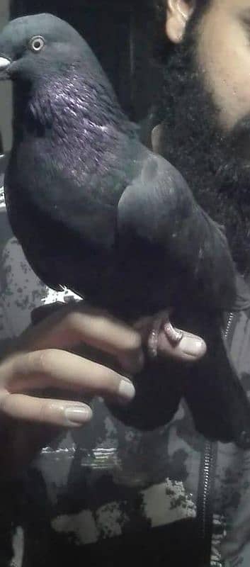 fancy pigeon 0