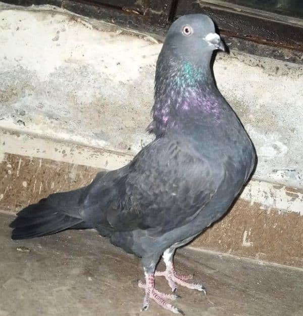 fancy pigeon 1