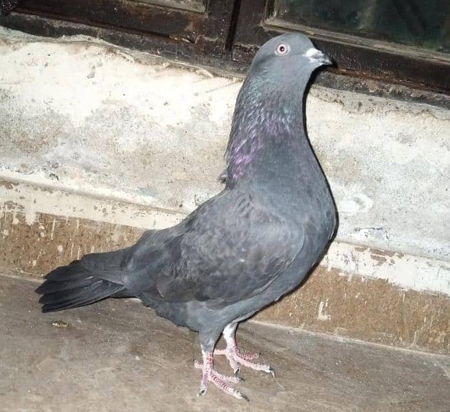 fancy pigeon 2