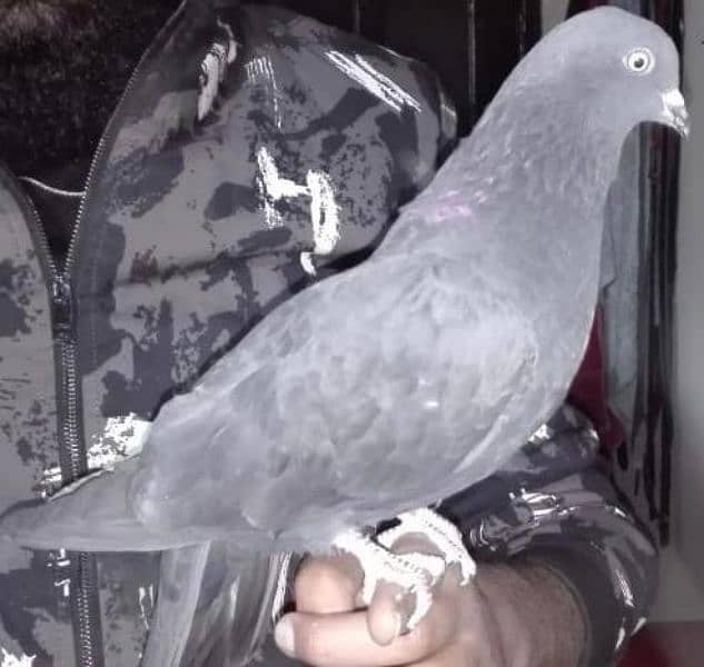 fancy pigeon 5