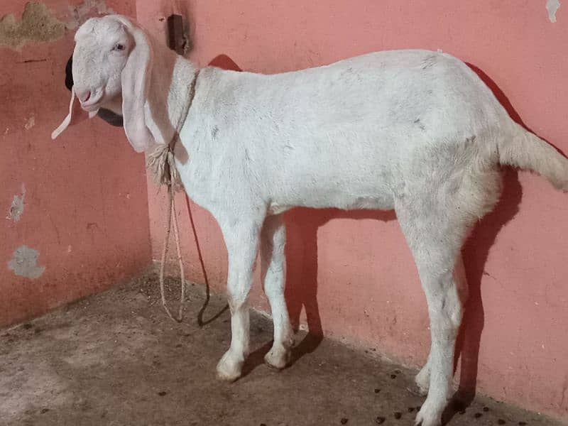 2 DANT BAKRA BAKRI FOR SELL 2