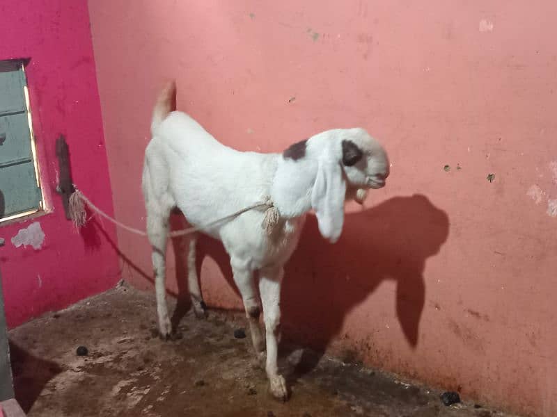 2 DANT BAKRA BAKRI FOR SELL 3