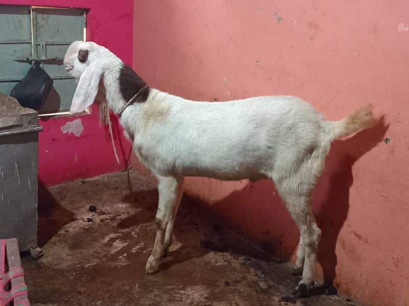 2 DANT BAKRA BAKRI FOR SELL 4