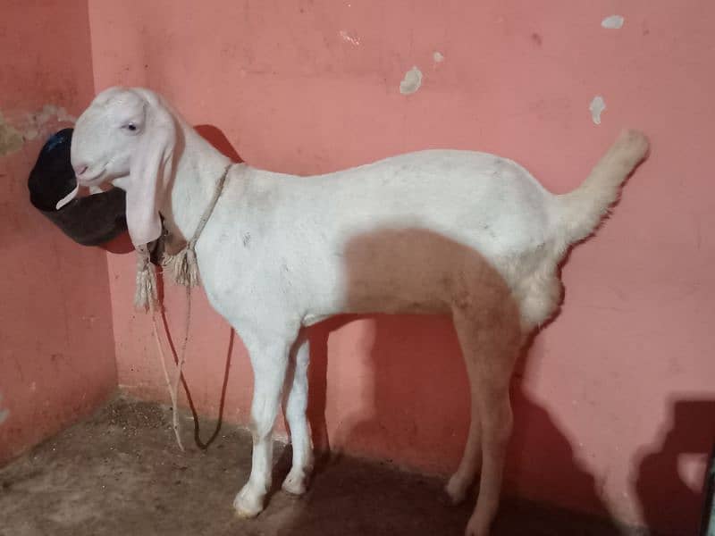 2 DANT BAKRA BAKRI FOR SELL 5