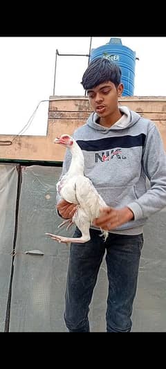 heera breeder pair and chick