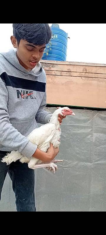 heera breeder pair and chick 3