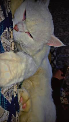 Triple colour ,red eyes double coat male persian trained 8 months cat.