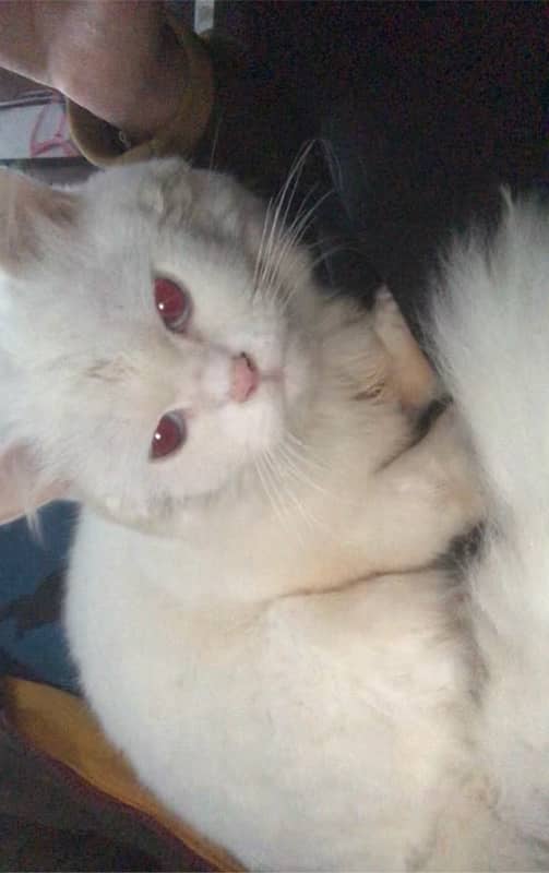 Triple colour ,red eyes double coat male persian trained 8 months cat. 1