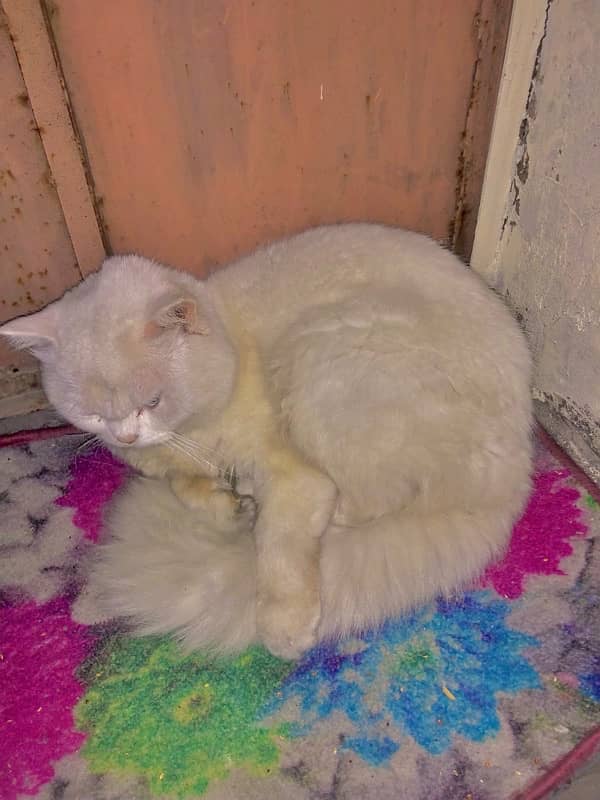 Triple colour ,red eyes double coat male persian trained 8 months cat. 2