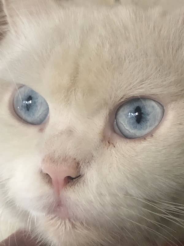 Triple colour ,red eyes double coat male persian trained 8 months cat. 4