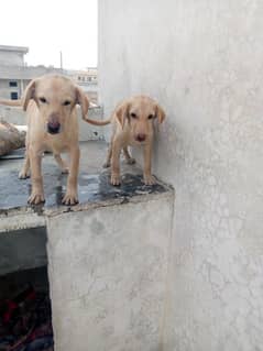 Labrador puppies pair