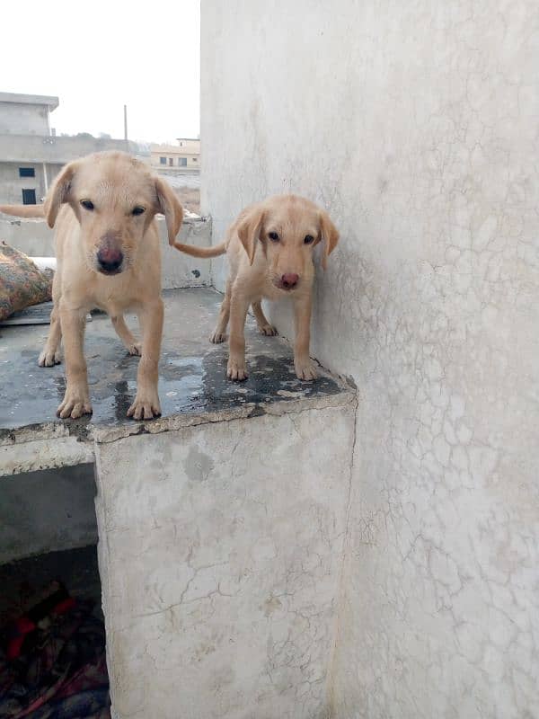 Labrador puppies pair 0