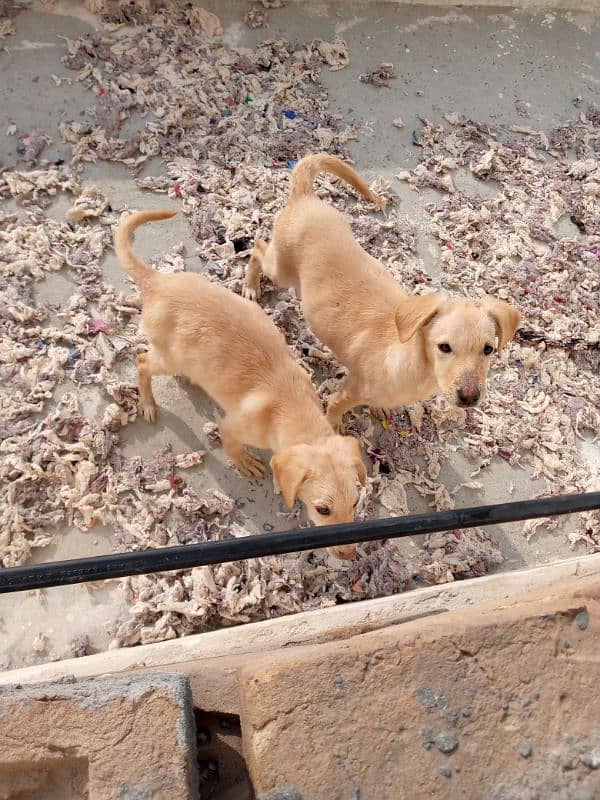 Labrador puppies pair 1