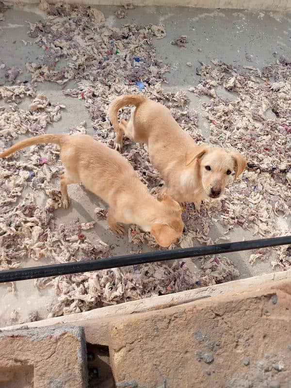 Labrador puppies pair 2